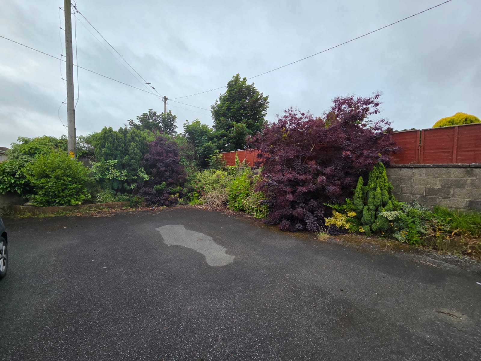 Before photo showing overgrown Japanese maple and vegetation blocking driveway entrance