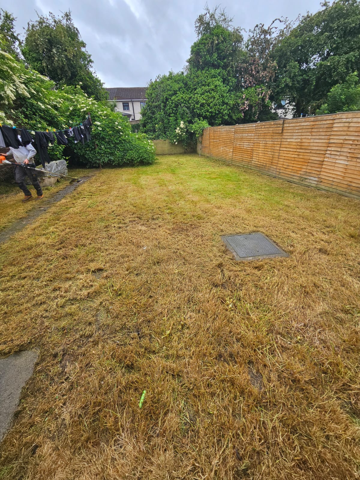 Lawn area after clearing showing extent of renovation needed