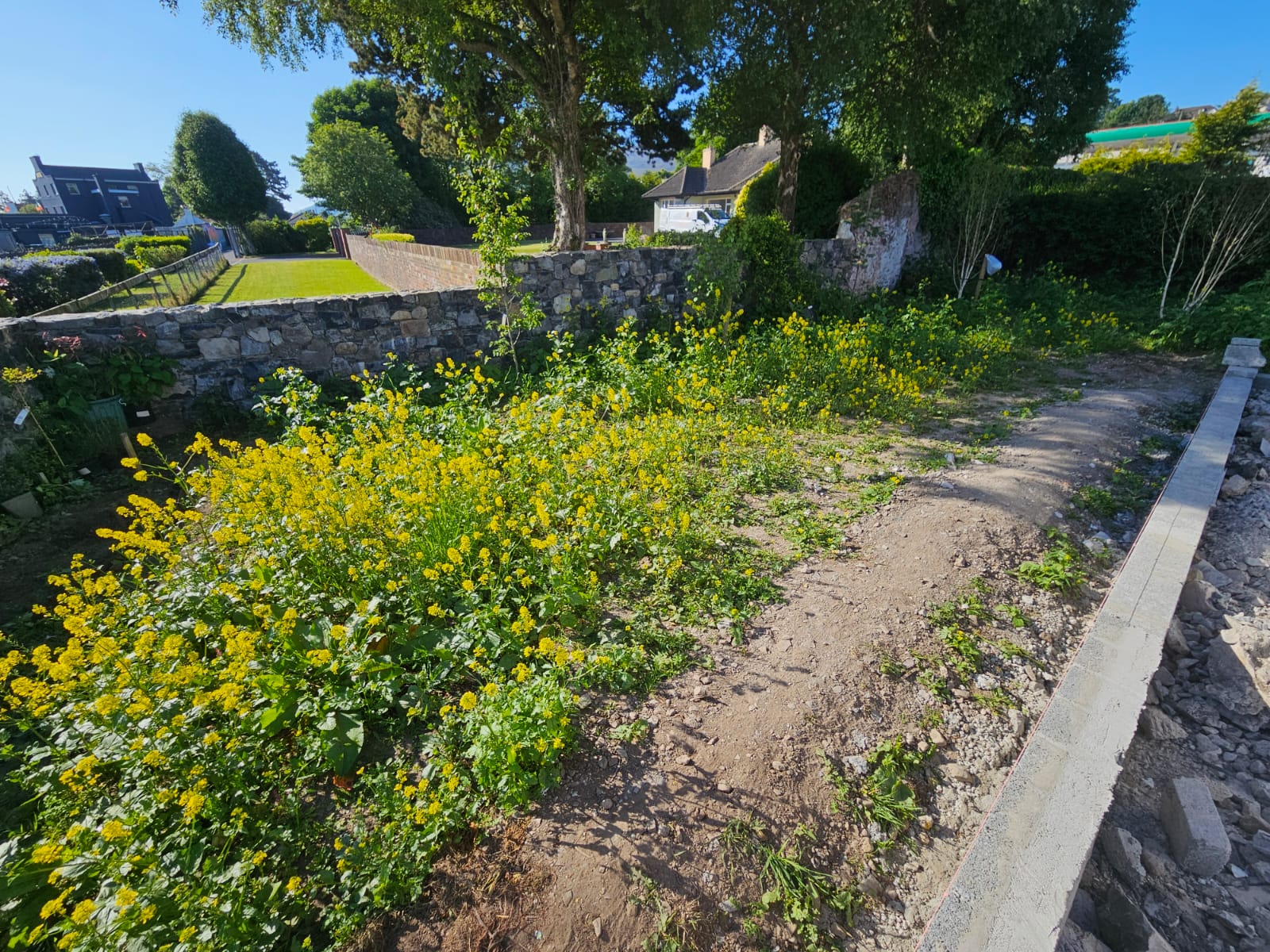 Severely weed-infested lawn area before renovation