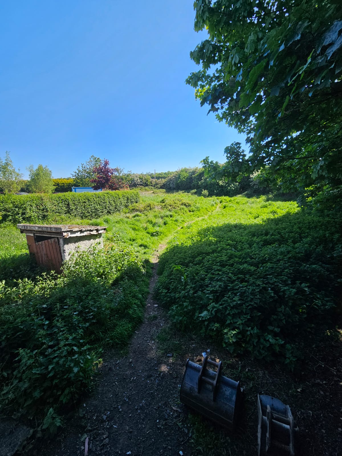 Completely overgrown wild area with old structures before clearance