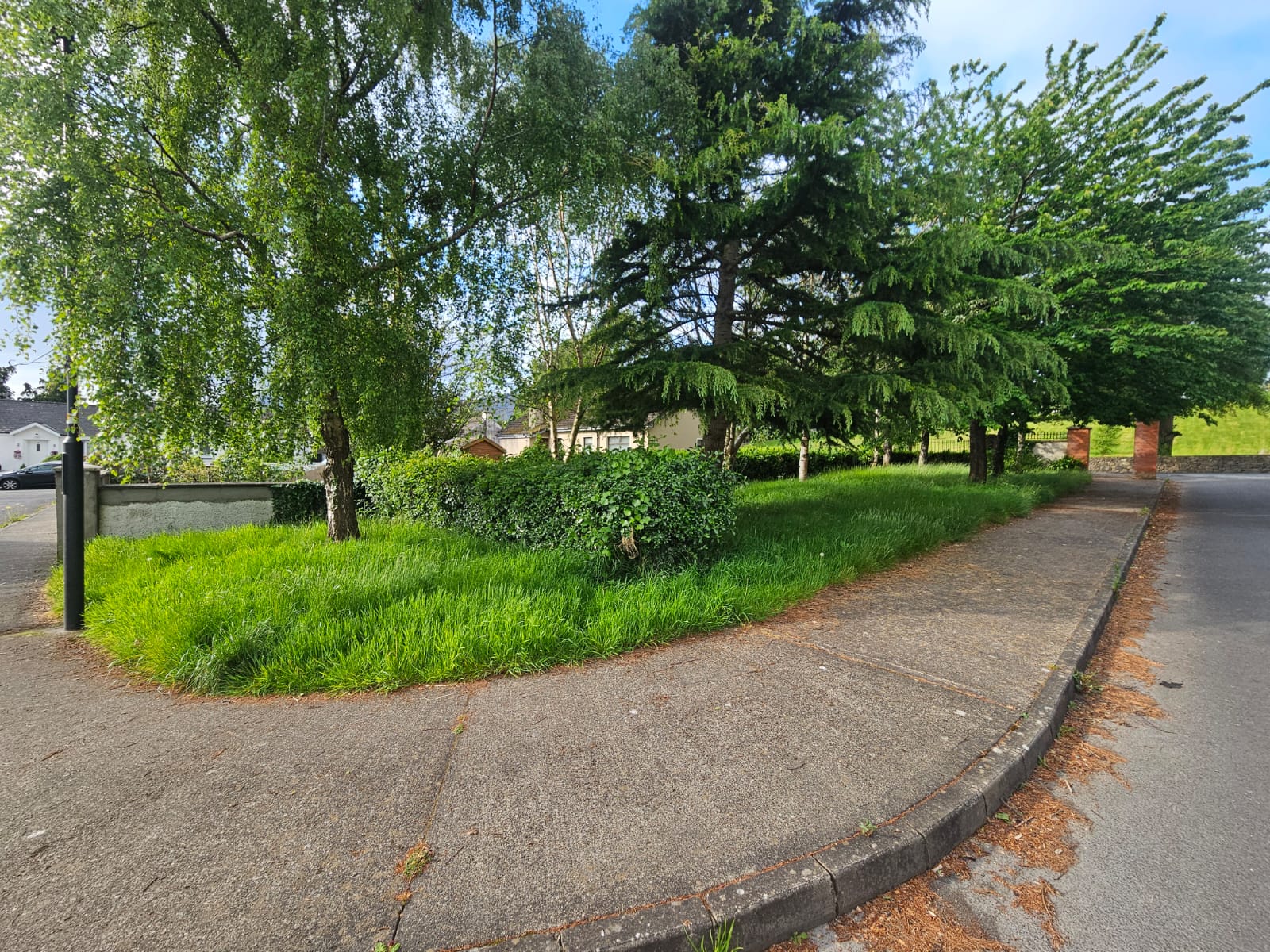 Overgrown grass areas and hedge before professional maintenance