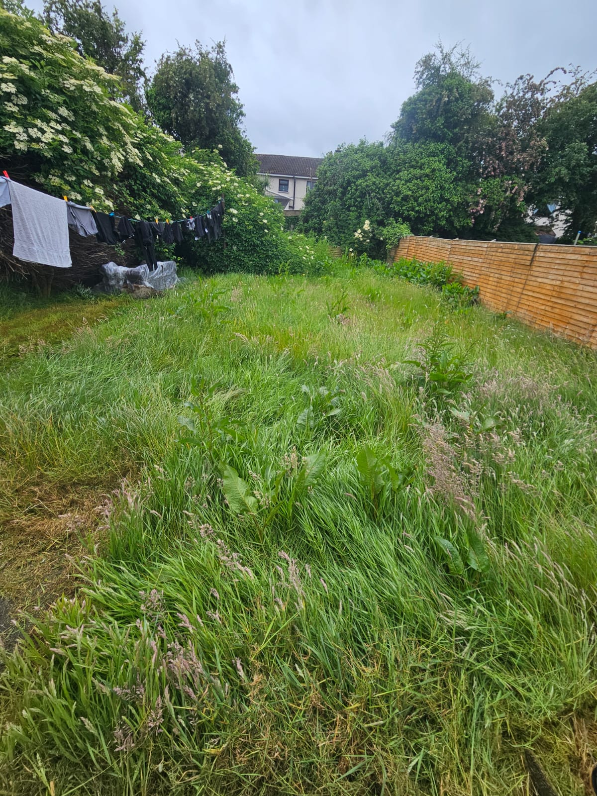 Severely overgrown lawn area before professional assessment